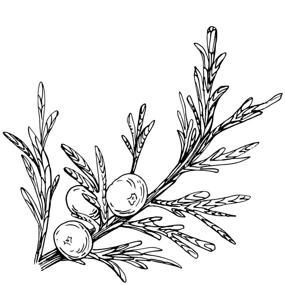Sketch of Leaves